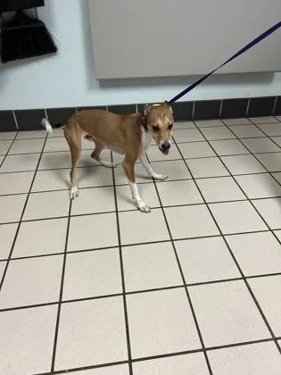 An adult small-sized male Parson Russell Terrier dog named Tito for adoption in Largo, FL
