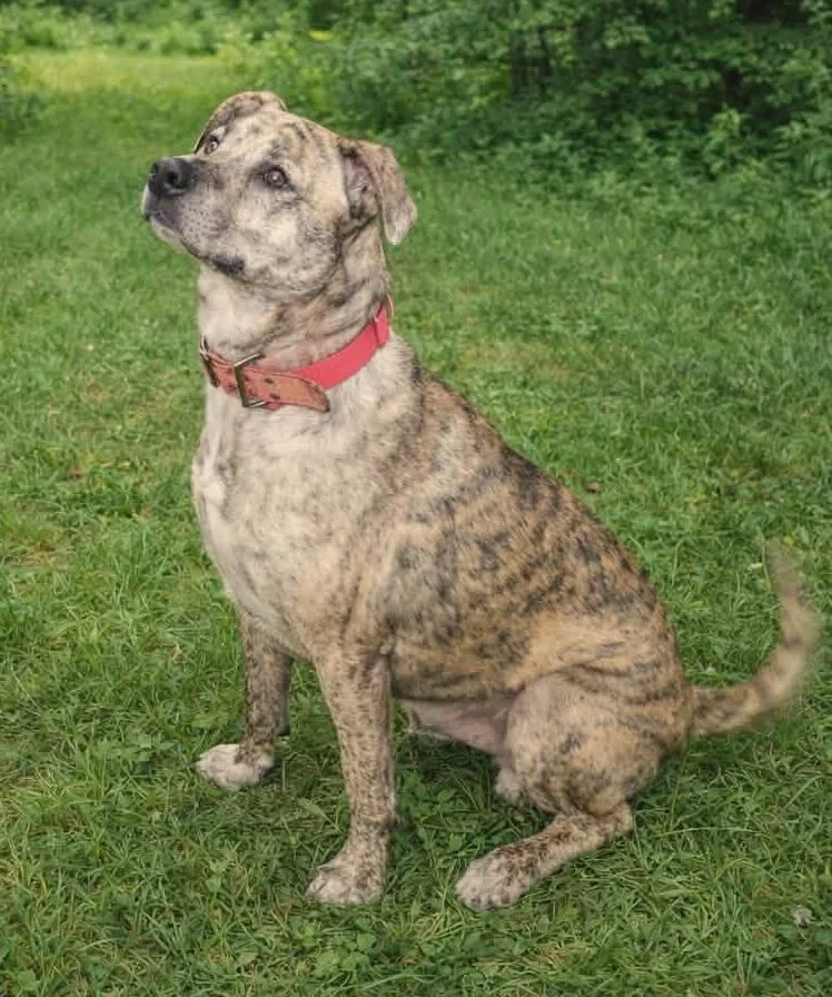 An adult medium-sized male Mountain Cur dog named Cheeto for adoption in Philippi, WV