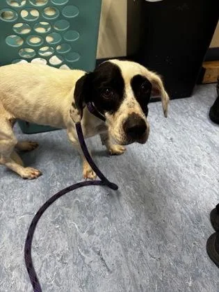 An adult small-sized female Black Mixed Breed dog named Dottie for adoption in Charleston, SC
