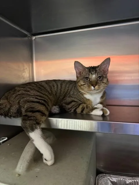 A young medium-sized male Domestic Short Hair cat named Class Clown for adoption in Louisville, KY