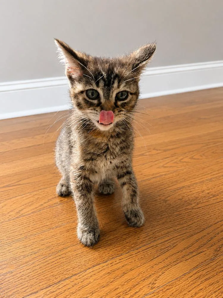 A baby small-sized female Tabby (Brown / Chocolate) Domestic Short Hair cat named String Bean for adoption in Homer Glen, IL