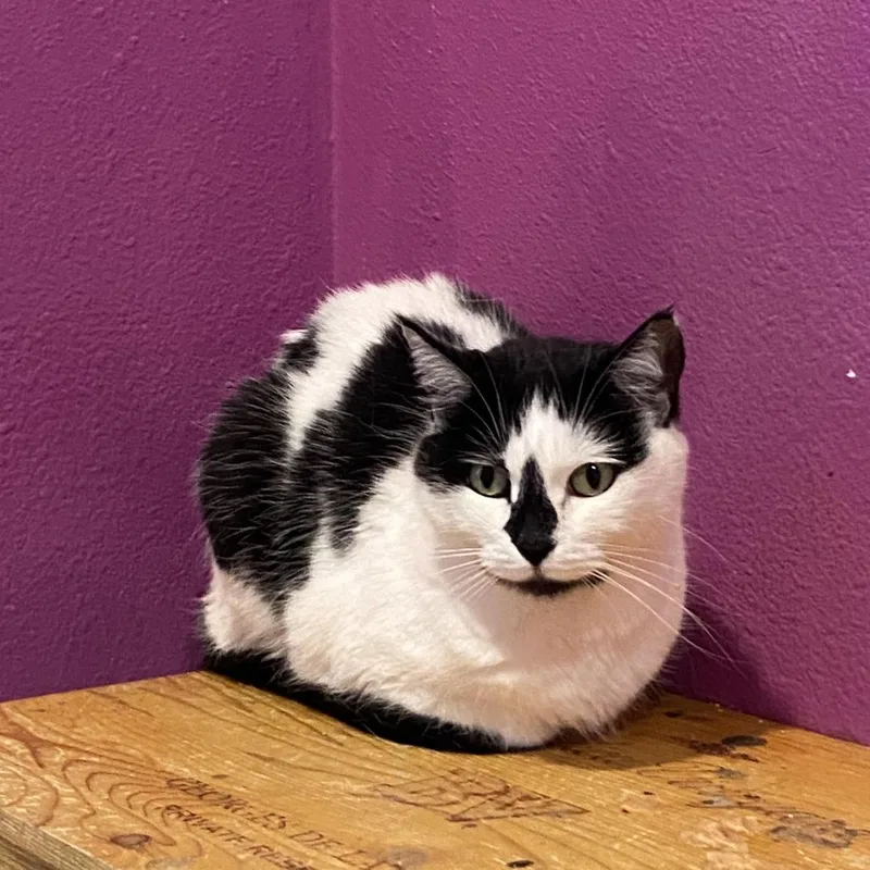 An adult small-sized female White Domestic Short Hair cat named Soso for adoption in West Des Moines, IA