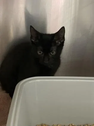 A baby small-sized male Domestic Short Hair cat named Salem for adoption in Longmont, CO