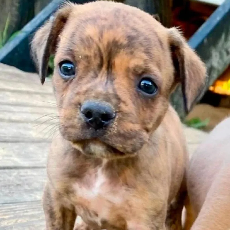 A baby small-sized male Brindle Boston Terrier dog named Drake for adoption in Wadena, MN