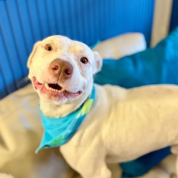 A young medium-sized male White / Cream Pit Bull Terrier dog named Leroy Lap Lovin Brown for adoption in Friendswood, TX