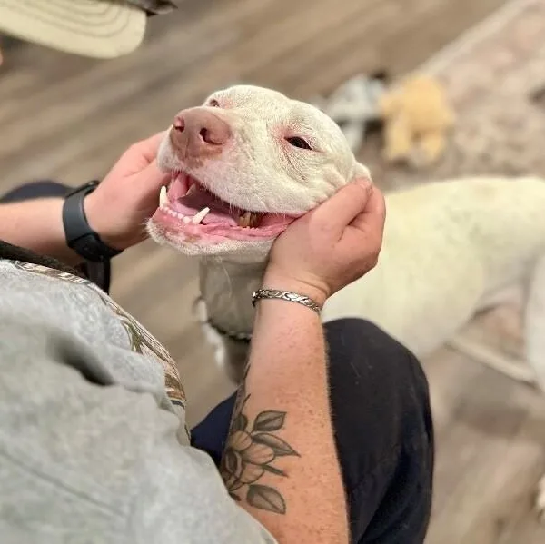 Leroy Lap Lovin Brown thumbnail 2