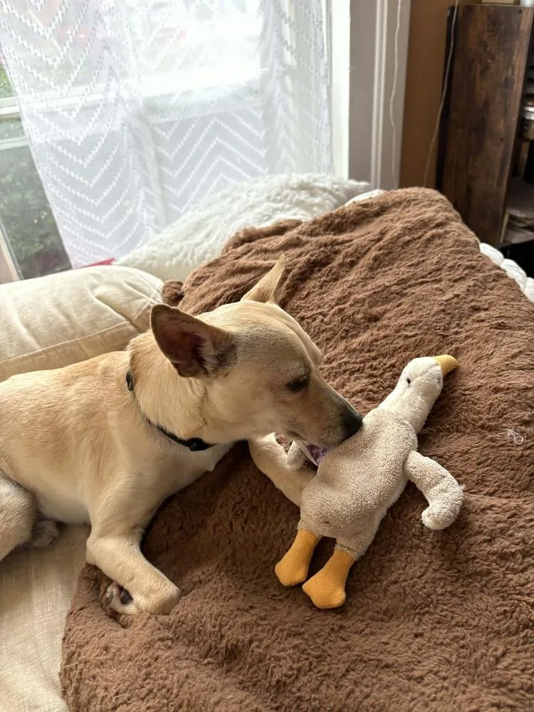 Ratatouille thumbnail 3