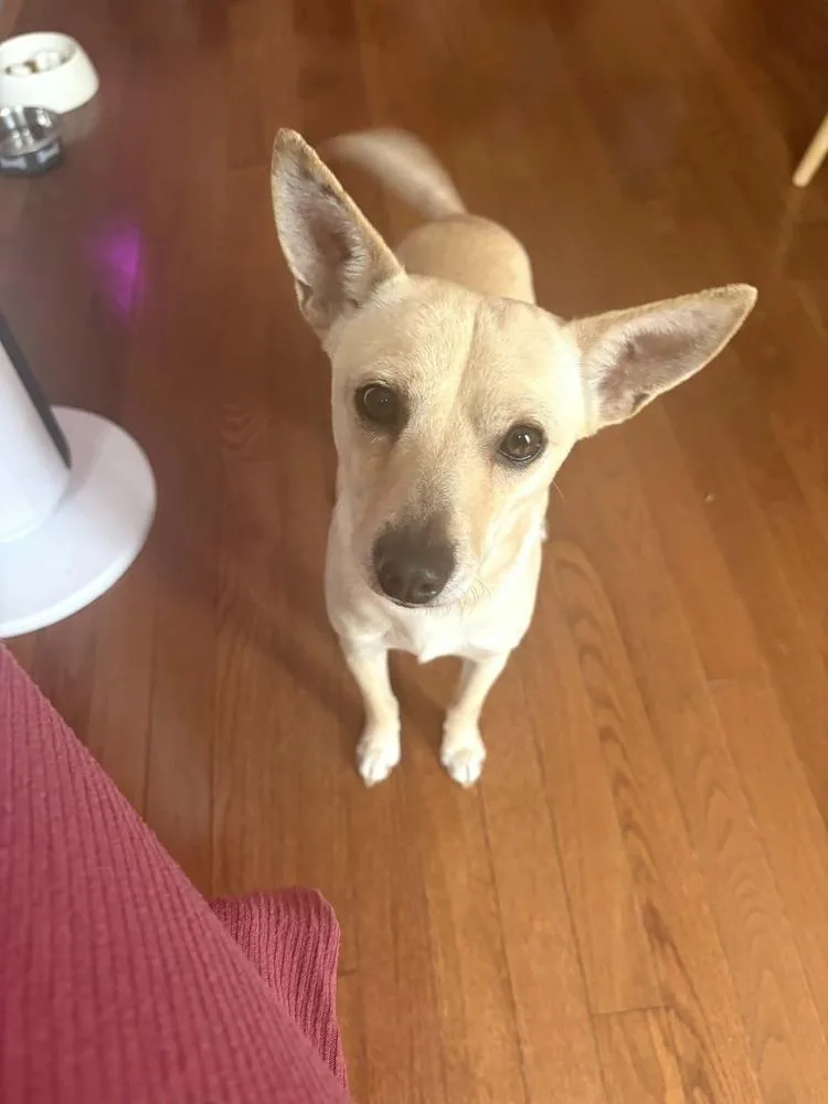 Ratatouille thumbnail 4