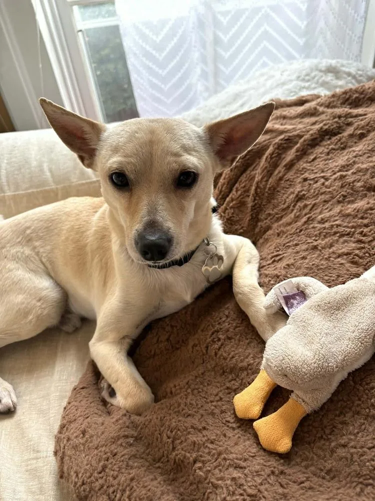 Ratatouille thumbnail 6