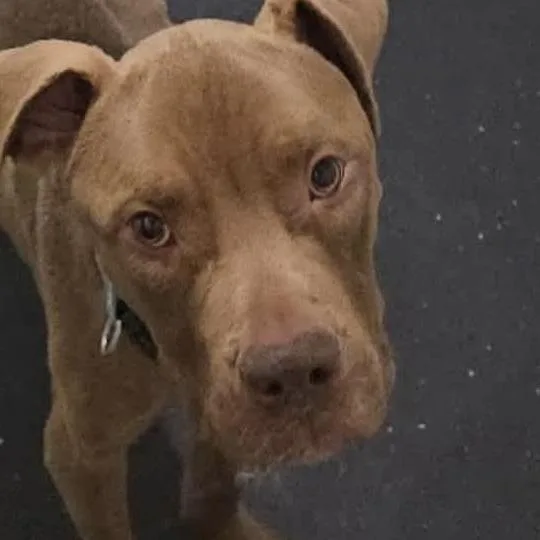 A young medium-sized male Brown / Chocolate American Staffordshire Terrier dog named Vito for adoption in Long Island City, NY