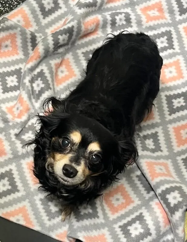 An adult small-sized female Tricolor (Brown, Black, & White) Chihuahua dog named Ellie for adoption in Jackson, TN