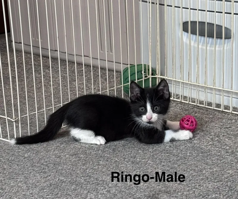 A baby medium-sized male Domestic Medium Hair cat named Ringo for adoption in Crystal Lake, IL