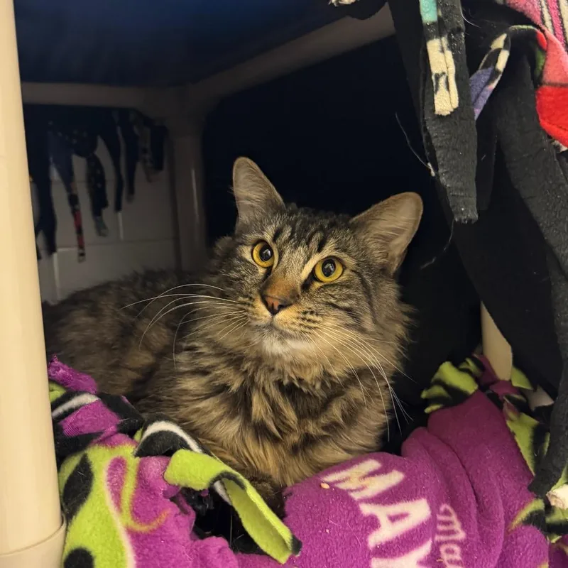 Lightning And Cloudy Cat