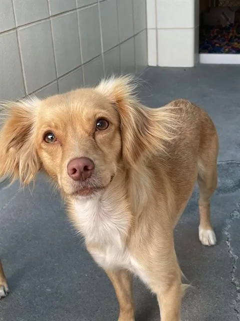 An adult small-sized female Chihuahua dog named Clover for adoption in Corpus Christi, TX