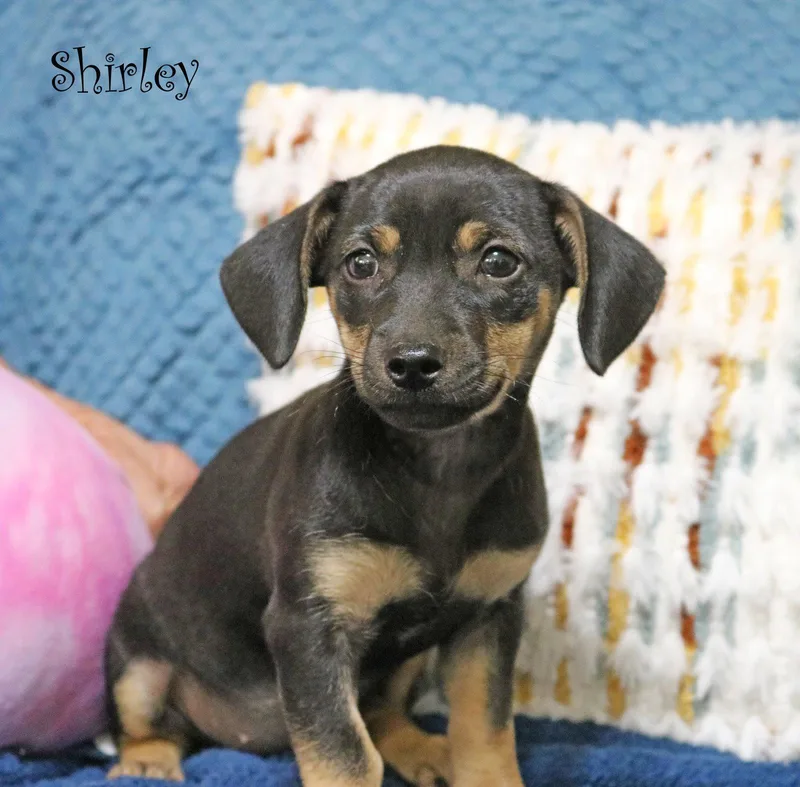 Shirley Shotz