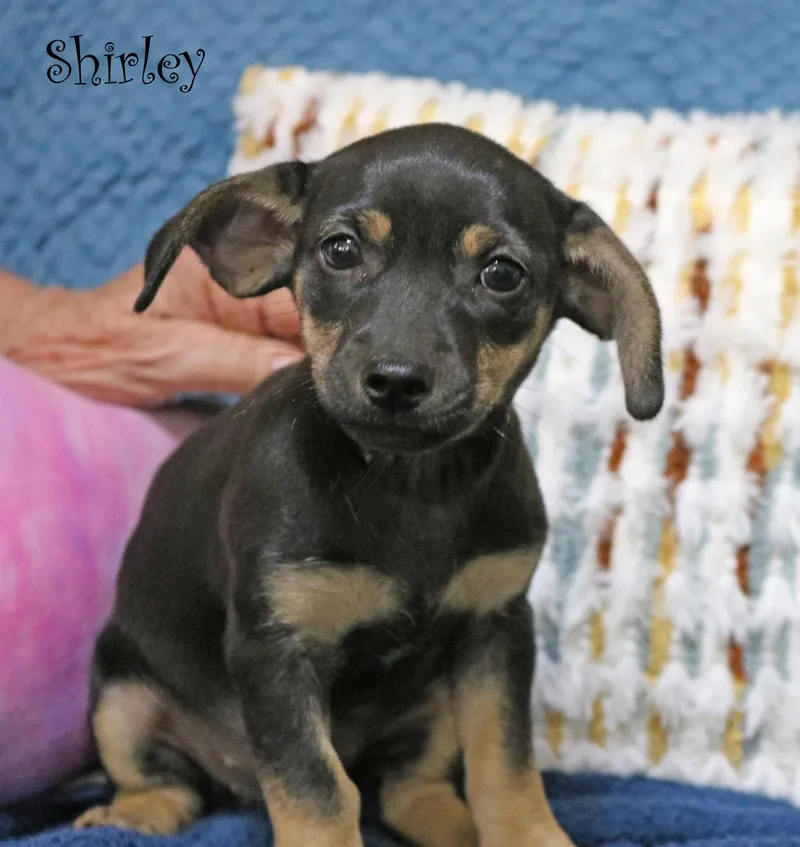 Shirley Shotz thumbnail 2