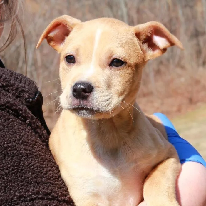 Ct Chicken Noodle Avail thumbnail 3