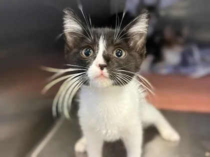 A baby small-sized female Domestic Short Hair cat named Mila @PetSmart Walker Rd for adoption in Newberg, OR