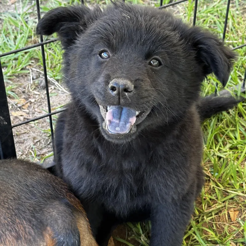 A baby medium-sized female Black Rat Terrier dog named Clara Belle for adoption in Longview, TX