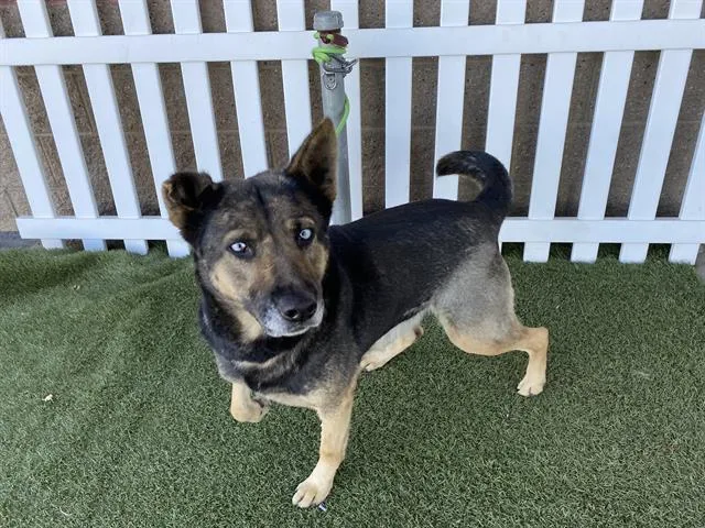 An adult large-sized female German Shepherd Dog dog named Nina for adoption in Modesto, CA