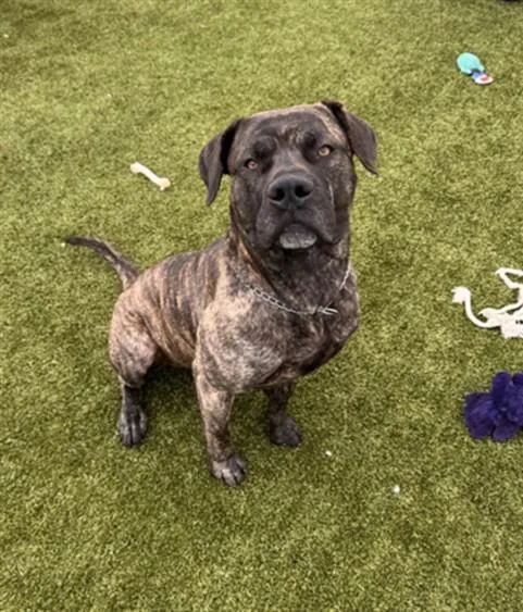 A young large-sized male Presa Canario dog named Mcdouble for adoption in Toledo, OH