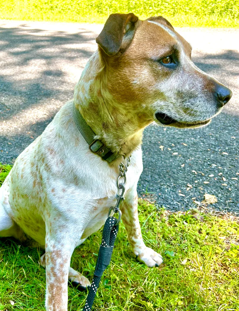 Apple Jack thumbnail 2