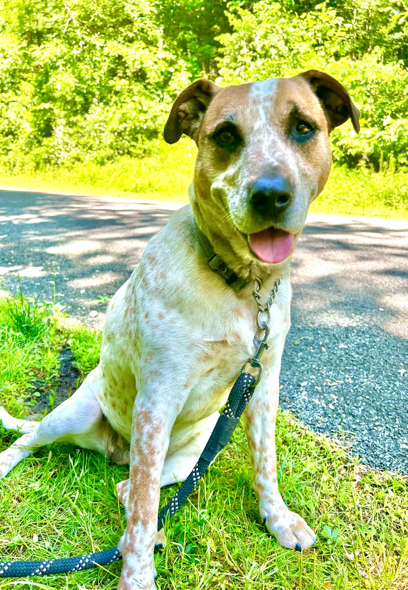 Apple Jack thumbnail 3