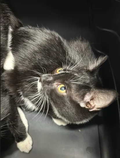 A baby small-sized male Black & White / Tuxedo Domestic Short Hair cat named Teddy for adoption in Annapolis, MD