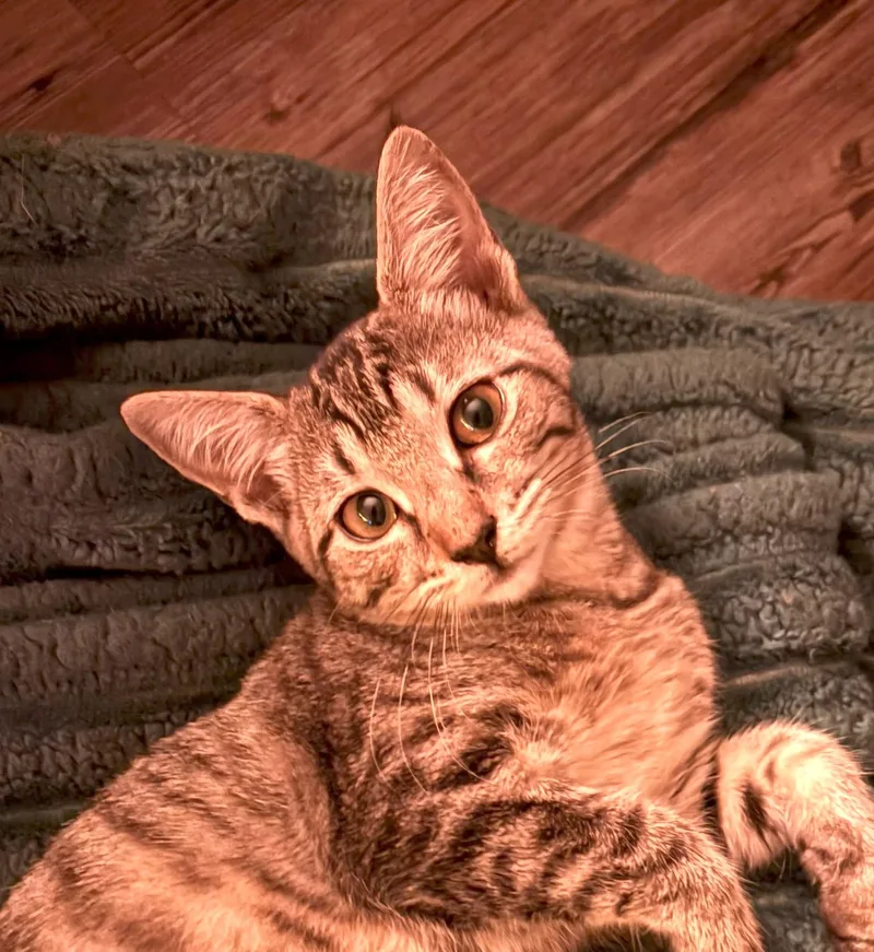 A young medium-sized female Tabby (Orange / Red) Tabby cat named Barbie for adoption in Las Cruces, NM