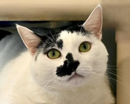 An adult small-sized female Domestic Short Hair cat named Sabrina for adoption in West Seneca, NY