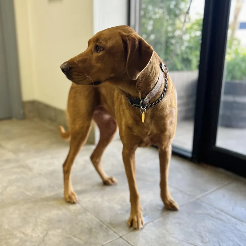 A young medium-sized female Brown / Chocolate Brittany Spaniel dog named Hazelnut for adoption in Seguin, TX