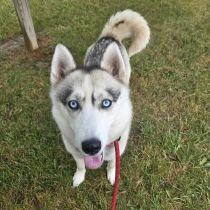 An adult medium-sized female Mixed Breed dog named Shasta for adoption in Dubuque, IA