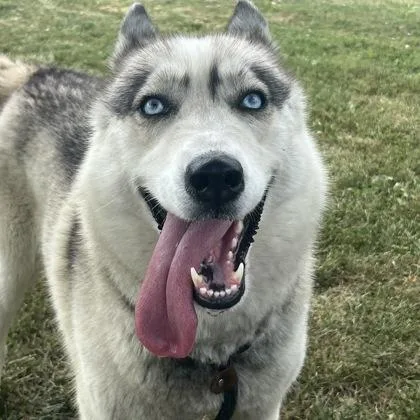 Shasta thumbnail 2