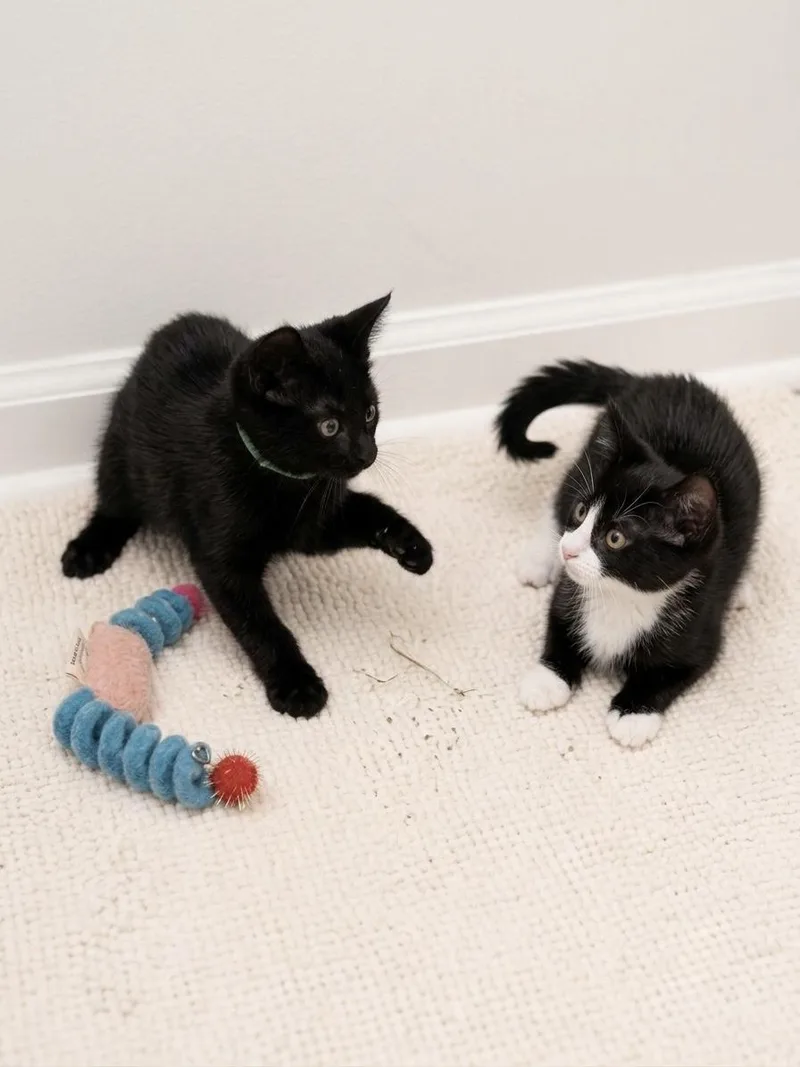 A baby small-sized female Black Domestic Short Hair cat named Coco for adoption in Charlotte, NC