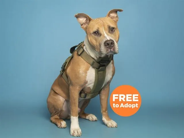 An adult large-sized male Pit Bull Terrier dog named Rowlan for adoption in Phoenix, AZ