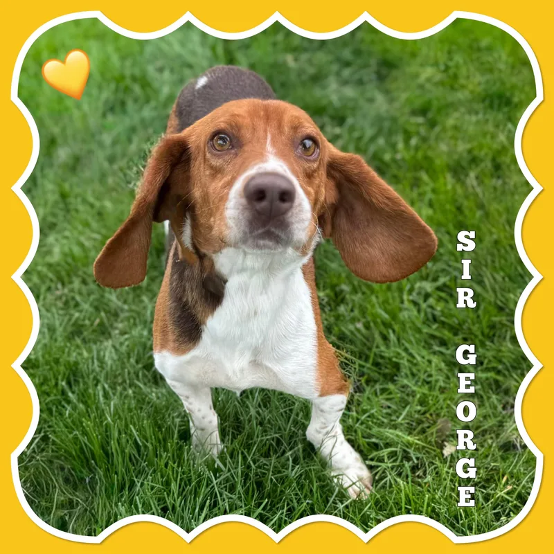 An adult medium-sized male Beagle dog named Sir George for adoption in Mokena, IL