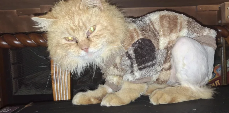 A young large-sized male Domestic Long Hair cat named Jack Cheddar for adoption in Canton, CT