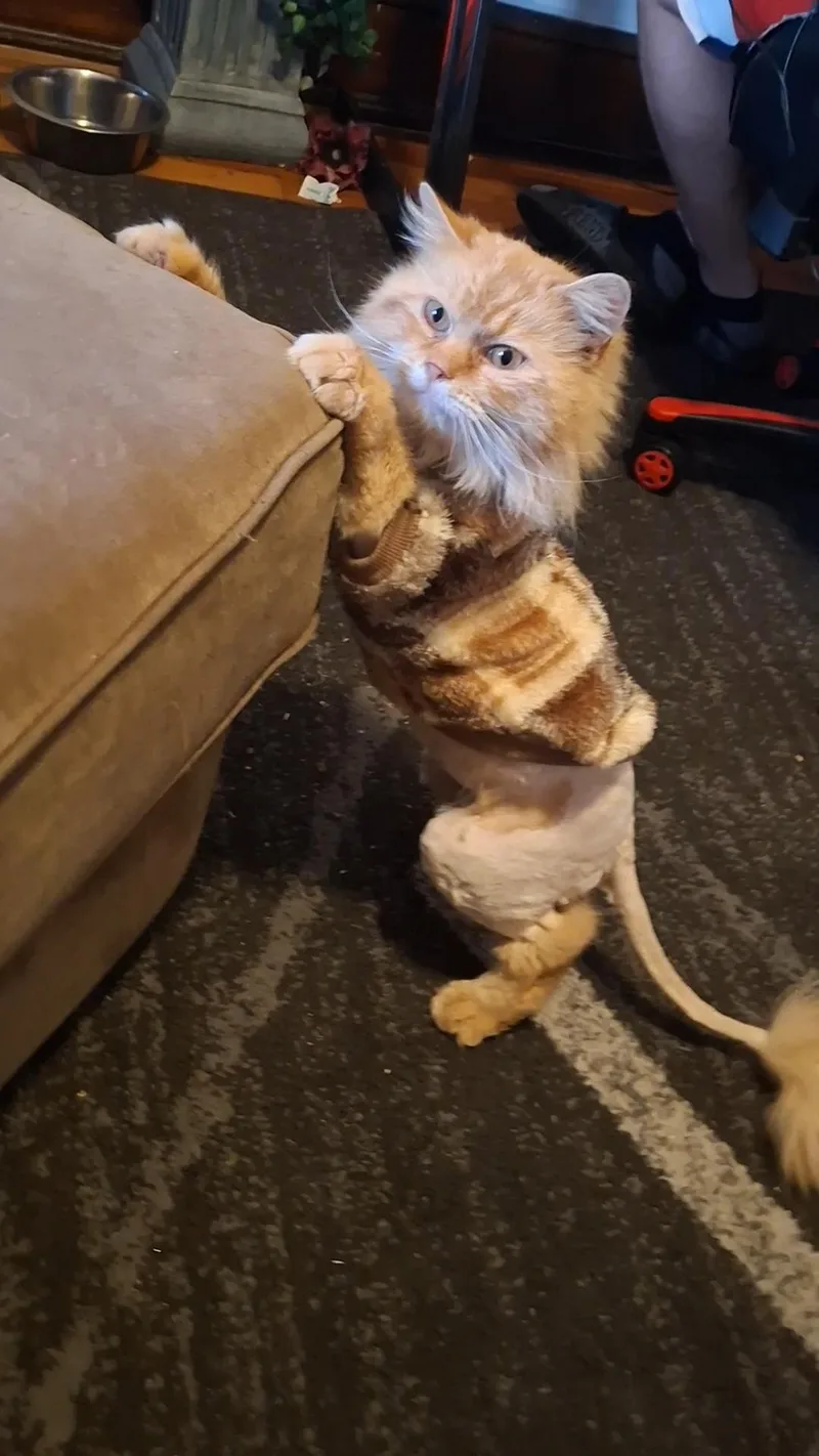 Jack Cheddar thumbnail 2