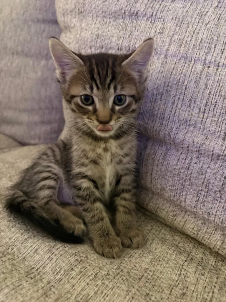 A baby medium-sized male Domestic Short Hair cat named Rome for adoption in Tampa, FL