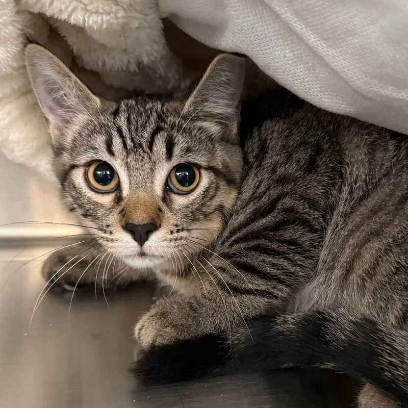 A baby medium-sized male Brown / Chocolate Domestic Short Hair cat named Nathan NM for adoption in Denver, CO