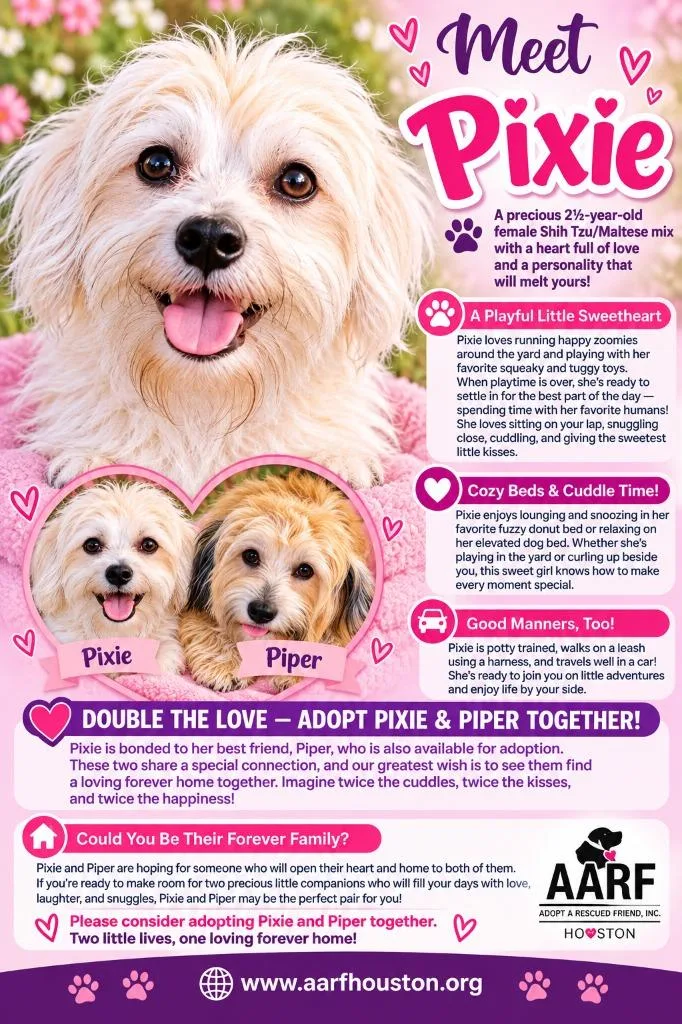 A young small-sized female Shih Tzu dog named Pixie for adoption in Spring, TX