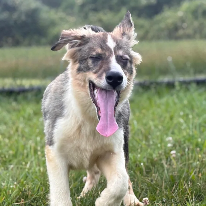 A baby small-sized male Brown / Chocolate Collie dog named Louisville Slugger for adoption in York, PA