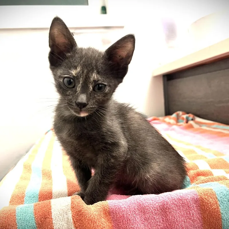 A baby small-sized female Gray / Blue / Silver Domestic Short Hair cat named Heather for adoption in Spokane, WA