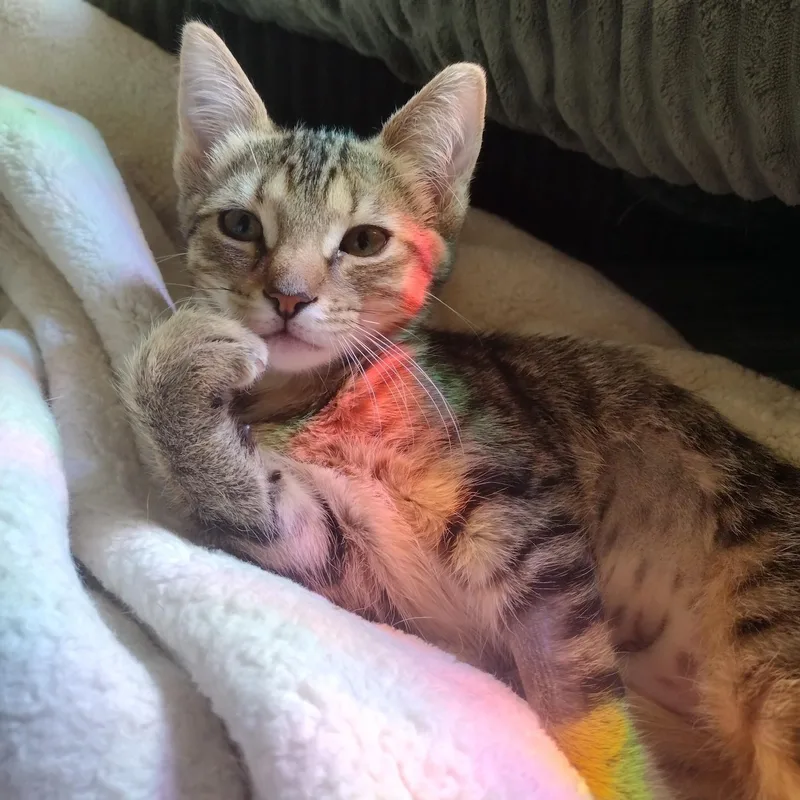 A baby medium-sized female Torbie Domestic Short Hair cat named Lady Jane for adoption in Roanoke, VA