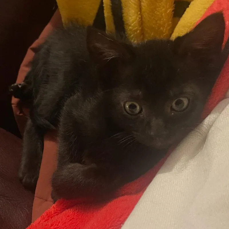 A baby small-sized female Tortoiseshell Domestic Short Hair cat named Doodlebug for adoption in Chattanooga, TN