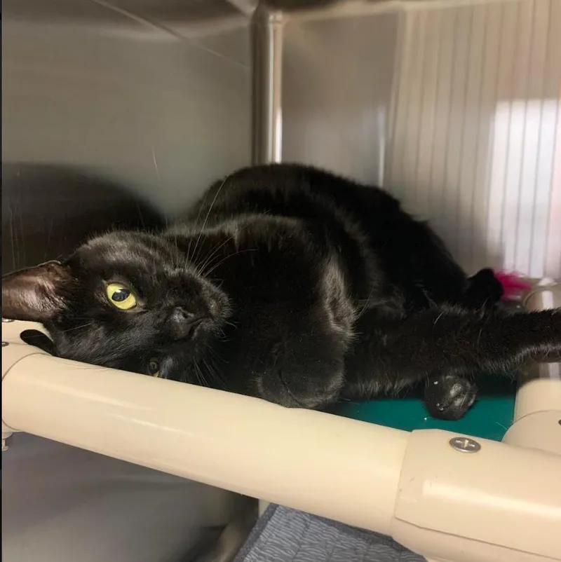 A senior medium-sized female Domestic Short Hair cat named Evy for adoption in South Bend, IN