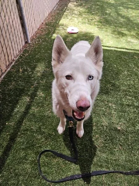 An adult large-sized female Siberian Husky dog named Bluebell for adoption in Escondido, CA