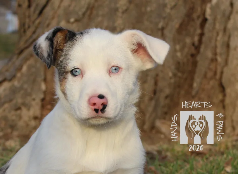 Wyatt Earp thumbnail 3