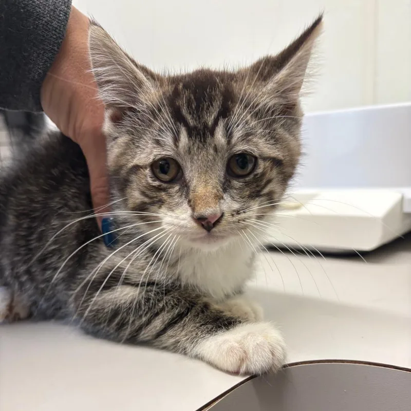 A baby small-sized male Brown / Chocolate Domestic Short Hair cat named 26-269 for adoption in North Branford, CT