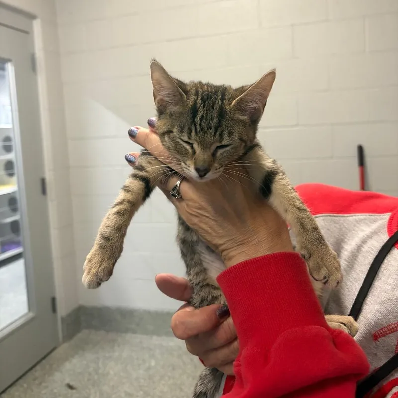 A baby small-sized female Tortoiseshell Domestic Short Hair cat named Roz for adoption in Dearborn, MI
